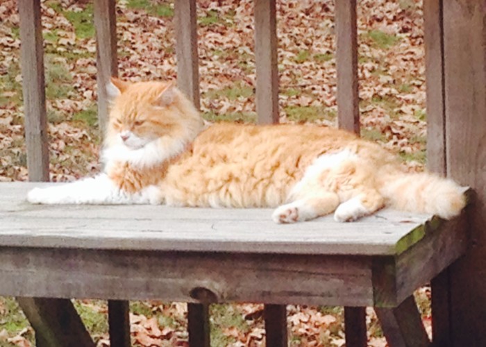 Cat sunning on my deck. ©D.L. Ewbank